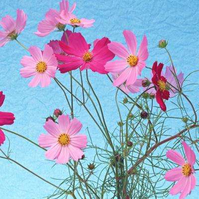 乐鱼·体育中国官方入口